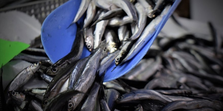 Ordu'da hamsinin kilogram fiyatı 40 liraya yükseldi
