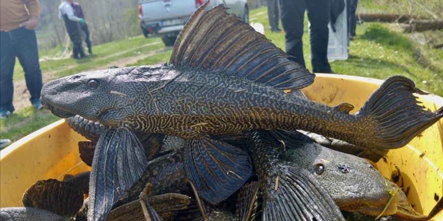 Eskişehir'de uzmanlar akarsuda tespit edilen istilacı iki balık türünü araştırdı