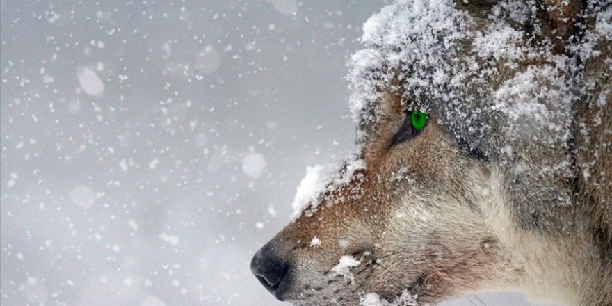 Kanada’da bulunan 57 bin yıllık kurt yavrusu fosili araştırmacıları şaşkına çevirdi