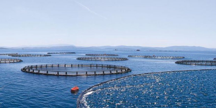 Akıllı balık üretim gemisi inşaatı, Çin'in Qingdao kentinde başladı