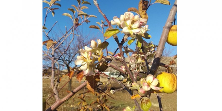 Subhanallah! Elma ağacı kış ortasında çiçek açtı