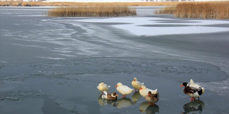 Sivas'ta Hafik Gölü buz tuttu