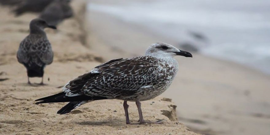 İklim krizi Hazar Denizi’ni tehdit ediyor