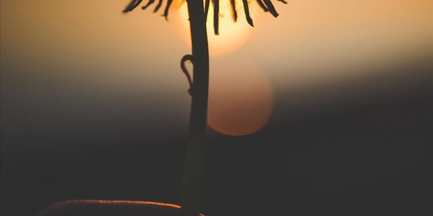 100 milyon yıl öncesine ait yeni bir çiçek türü keşfedildi