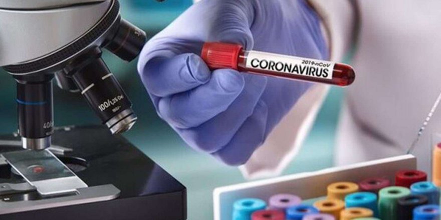 DSÖ, Covid-19'un insanlardan hayvanlara bulaşma ihtimalini doğruladı