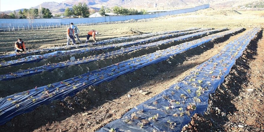 Liceli çiftçiler, alternatif tarım ürünleriyle dar alandan daha çok kazanacak