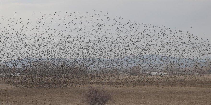 Sığırcıkların gökyüzündeki uçuşu hayran bıraktı