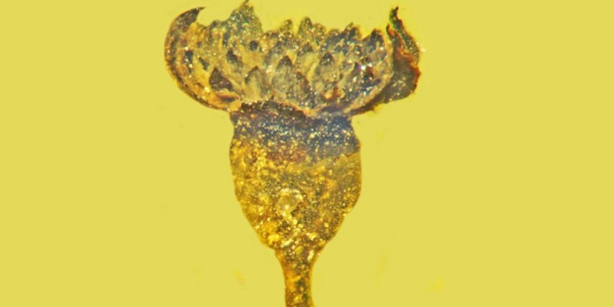 Bilim insanları, bir kehribar taşının içinde korunmuş 100 milyon yıl öncesine ait yeni bir çiçek türü keşfetti