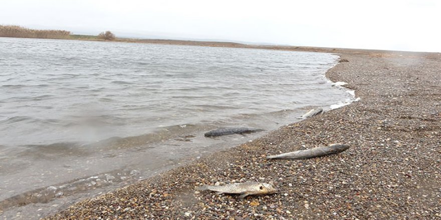 Çanakkale’de çay ile denizin birleştiği noktada balık ölümleri