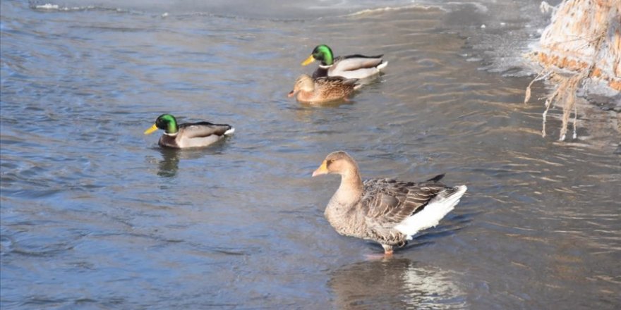 Yaban kaz ve ördekleri kısmen donan Kars Çayı'nda beslenirken görüntülendi