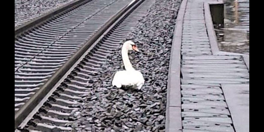 Eşinin 'yasını tutan' kuğu 20 trenin rötar yapmasına neden oldu