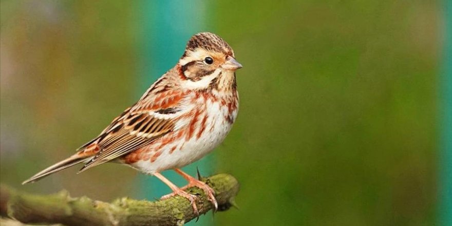 Türkiye'de nadir görülen 'Ak kaşlı kiraz kuşu' Zonguldak'ta görüntülendi