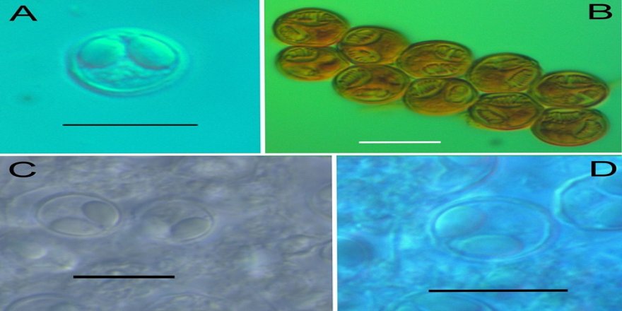 Türk bilim insanları, bir balık türünün içinde yaşayan 4 yeni parazit türü keşfetti
