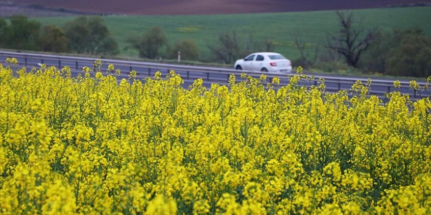 Biyodizel ham maddesi kanolada ekim alanı hızla artıyor