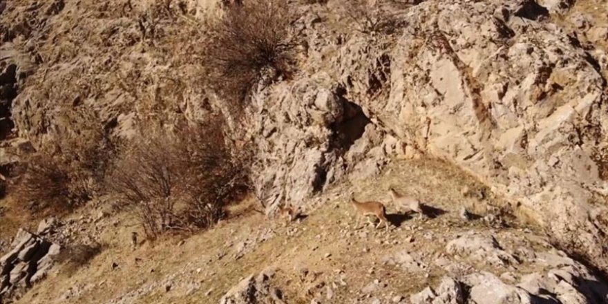 Malatya'da yabani dağ keçileri drone ile görüntülendi