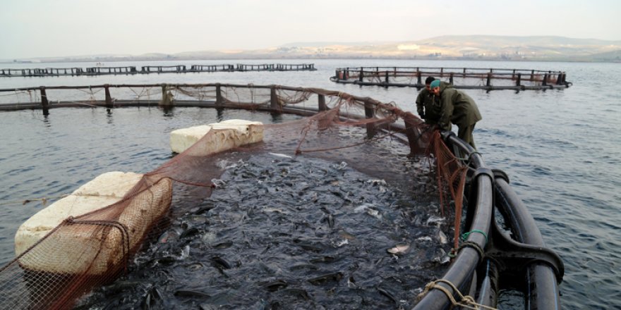 Tarım kentinden Avrupa'ya alabalık ihracatı