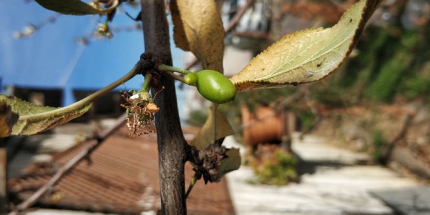 Erik ağacı ocak ayında çiçek açtı meyve oldu