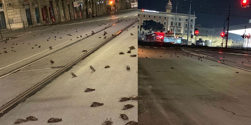 Havai fişek yüzünden yüzlerce kuş öldü