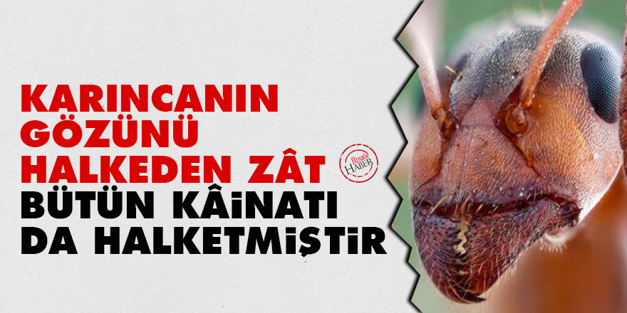 Bediüzzaman: Karıncanın gözünü halkeden zât, bütün kâinatı da halketmiştir