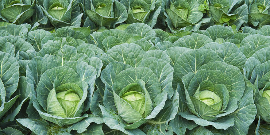 Lahana üreticisini güldürdü