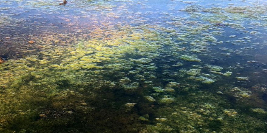 Su kaynaklarında siyanotoksin tehlikesi