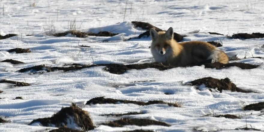 Kars'ta kızıl tilkiler karla kaplı arazide av mesaisinde