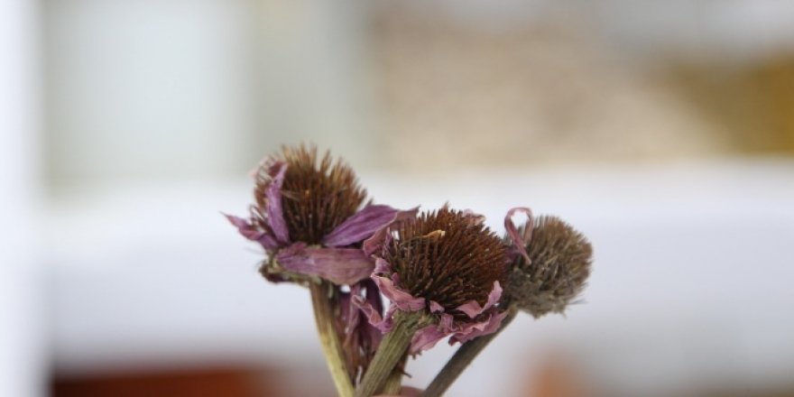 Sıcaklık farkının vücuda zararına ekinezya çaylı çözüm