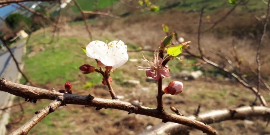 Havaların güzelliği ile erik ağaçları çiçek açtı