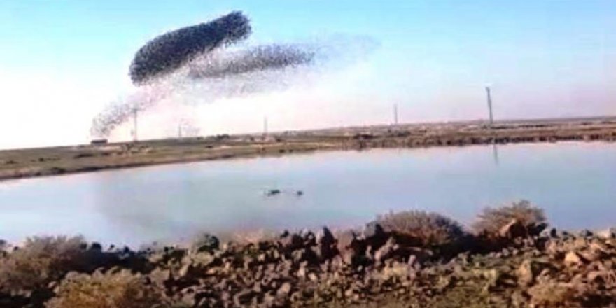 Sığırcık kuşlarının gökyüzündeki hareketleri görenleri hayran bıraktı