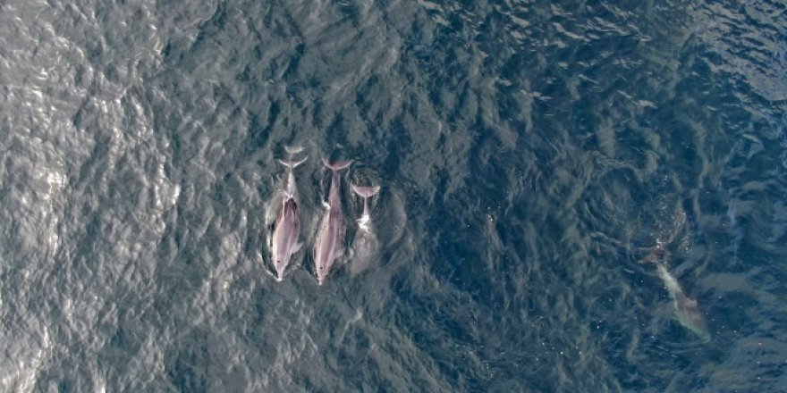 İstanbul Boğazı'nda yunus şöleni