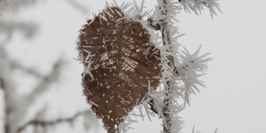 Kırağı tutan ağaç ve bitkiler güzel görüntüler oluşturdu