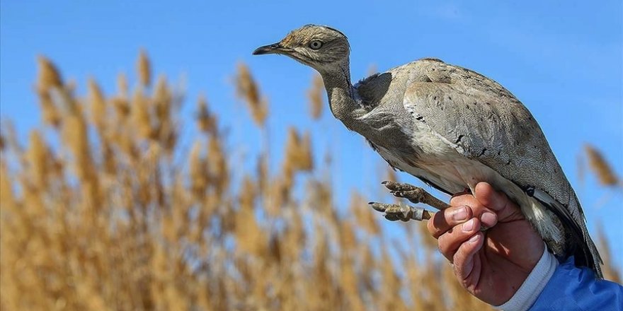 Türkiye'de bir asırda sadece iki kez görülen 'yakalı toy' tedaviye alındı