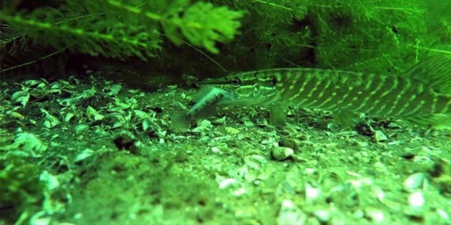 Sapanca Gölünün dibini ilk kez böyle göreceksiniz