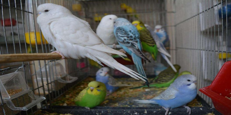 Evlerde beslenen kuşlar alerjik reaksiyona neden olabilir