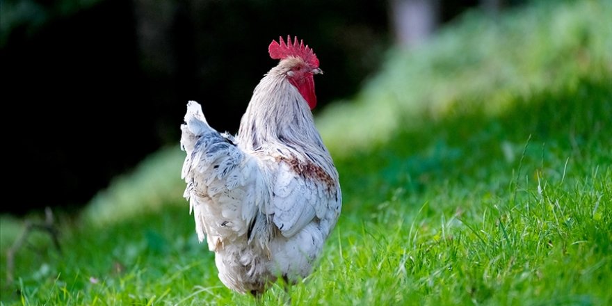 Hindistan'da kuş gribi salgını nedeniyle kümes hayvanları itlaf ediliyor