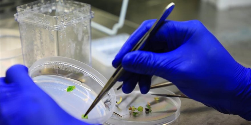 Gökova susamı dondurularak gelecek nesillere aktarılıyor