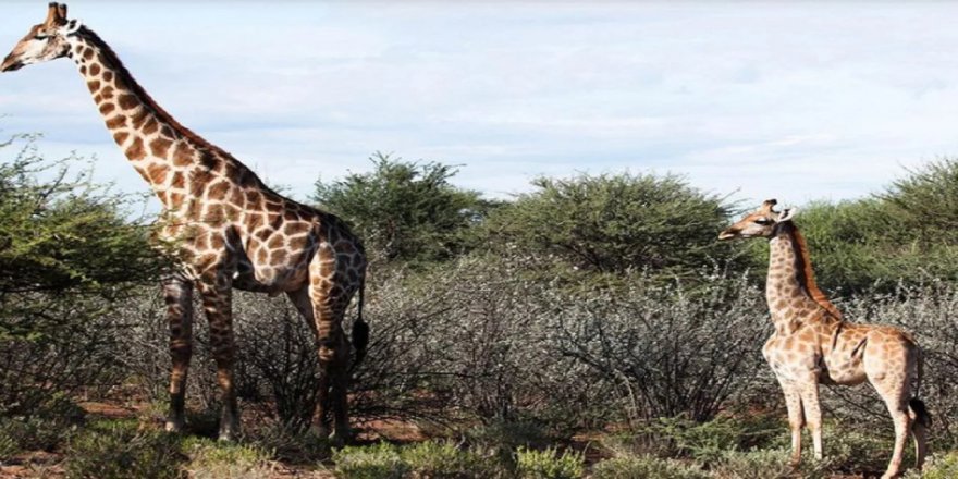 Bilim insanları ilk kez cüce zürafa gözlemledi
