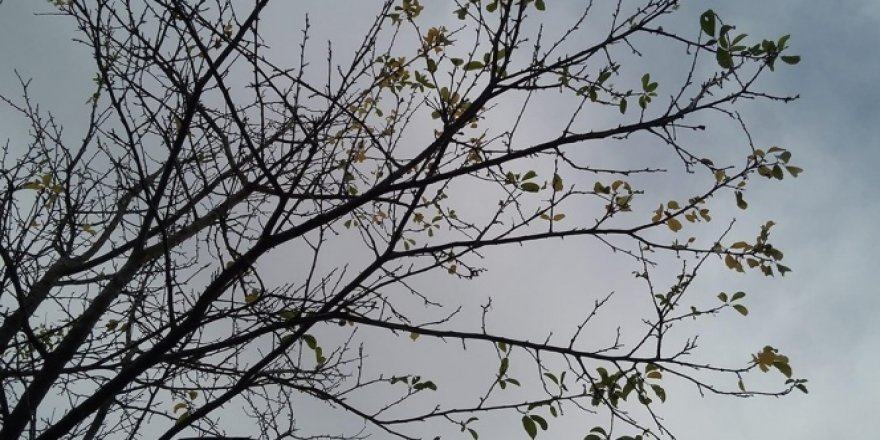 Kış mevsiminde havalar sıcak olunca ağaçlarda meyve çıkmaya başladı