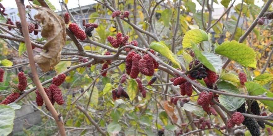 Mersin'de dut ağacı Ocak ayında meyve verdi