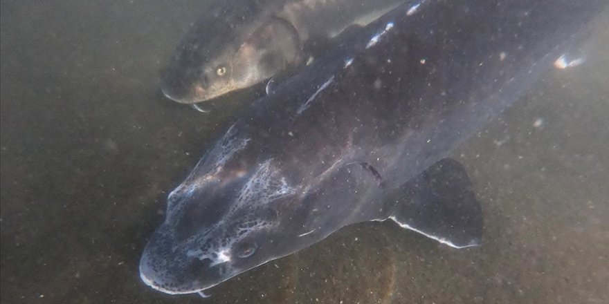 Nesli yok olma tehdidi altındaki Mersin balığı özel havuzlarda yetiştiriliyor