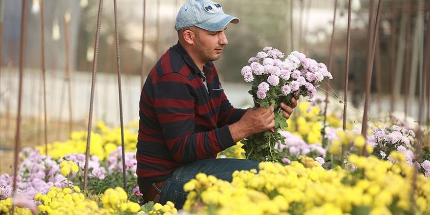 Filistinli Mümin nadir çiçek türleri üreterek İsrail'in tekeliyle mücadele ediyor