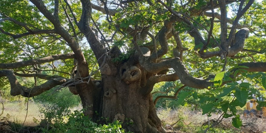 Doğal miras olarak kabul edilen 1625 anıt ağacın bakımı yapılacak