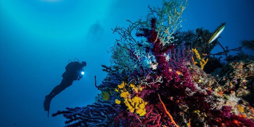 Ayvalık'ın deniz çayırlarının korunması için BM destekli proje başlatıldı