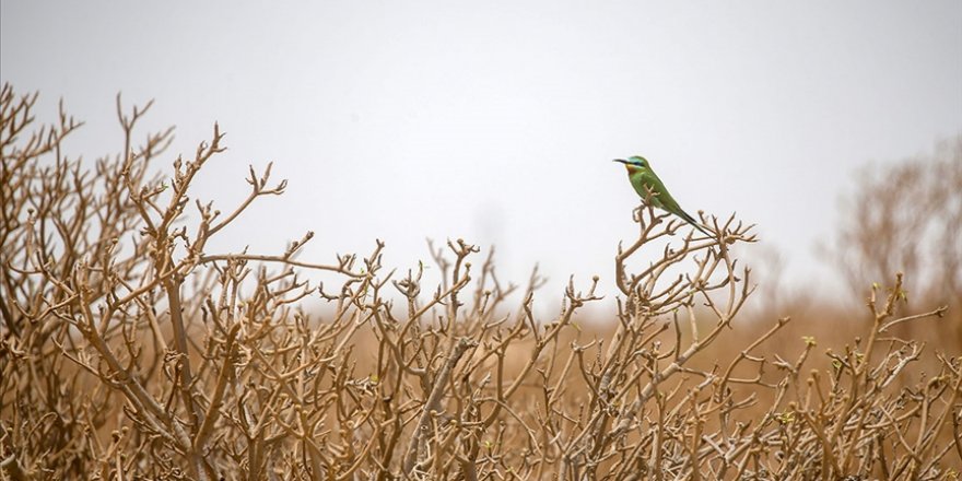 Afrika'da çölleşmeyi durduracak Büyük Yeşil Duvar Girişimi'ne 14 milyar dolar destek