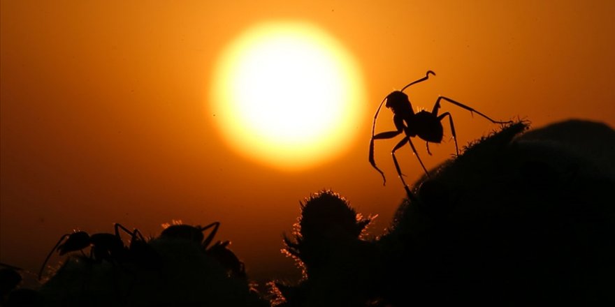 Orman Genel Müdürlüğü, ormanları korumak için böceklerin yardımına başvuruyor