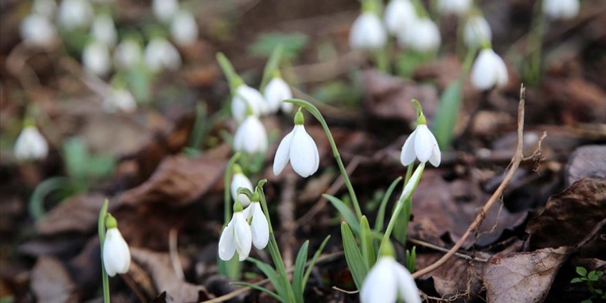 'Toplama işinden vazgeçilip kardelen bahçeleri kurulsun' önerisi