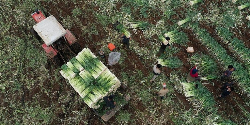 Türkiye'nin kışlık sebzesi İzmir'den