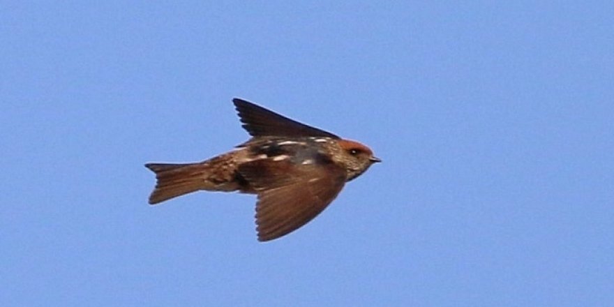Çizgili Gerdanlı Kırlangıç, Türkiye'de ilk kez görüldü