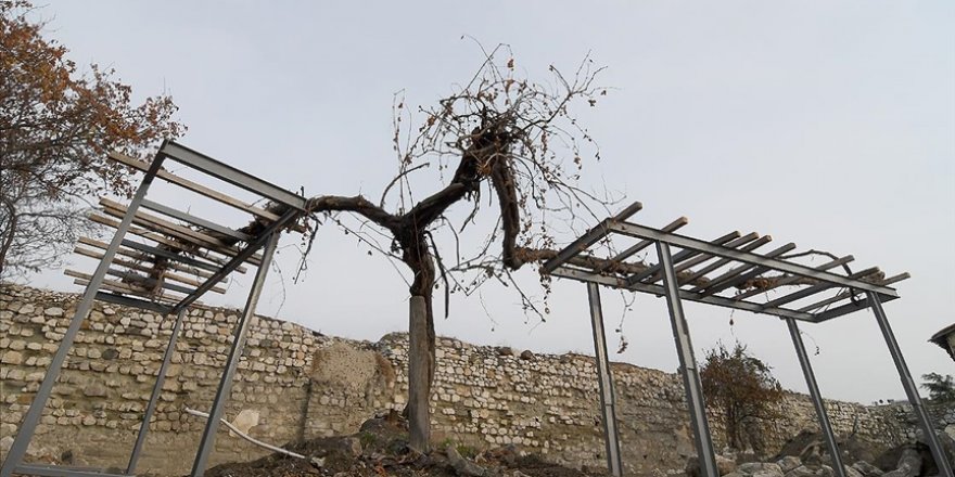 Kale restorasyonunda fark edilen tarihi asma ağacına özenli bakım