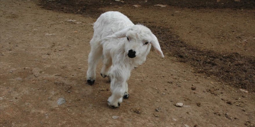 Diyarbakır'da 6 ayaklı doğan kuzu görenleri şaşırttı